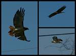 (15) hawk montage.jpg    (1000x740)    196 KB                              click to see enlarged picture